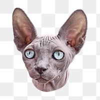 Sphynx cat png, design element, transparent background