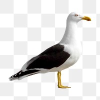 Black gulls png, transparent background