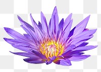 Purple water lily png flower, transparent background