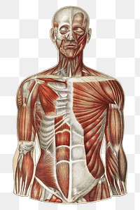 Human anatomy png vintage illustration, transparent background. Remixed by rawpixel. 