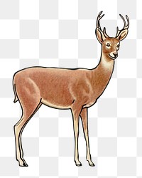 Vintage deer png chromolithograph art, transparent background. Remixed by rawpixel. 