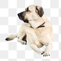 Shepherd dog png, design element, transparent background