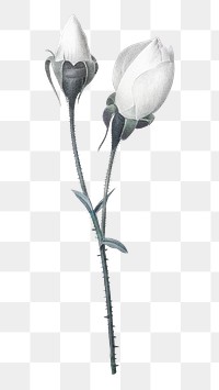 White flower png, botanical illustration, transparent background