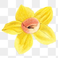 Yellow daffodil png vintage flower illustration, transparent background