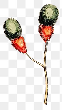 Flower bud png vintage illustration, transparent background