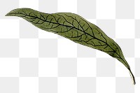 Green leaf png vintage illustration, transparent background