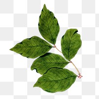 Green leaf png vintage illustration, transparent background