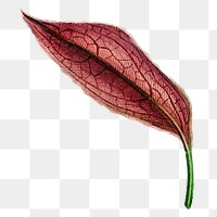 Red leaf png vintage illustration, transparent background