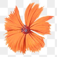 PNG vintage orange flower illustration, transparent background