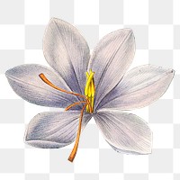 Vintage crocus png flower illustration, transparent background