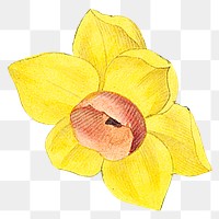 Yellow daffodil png vintage flower illustration, transparent background