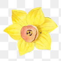 Yellow daffodil png vintage flower illustration, transparent background