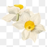 White daffodil png vintage flower illustration, transparent background