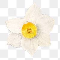 White daffodil png vintage flower illustration, transparent background