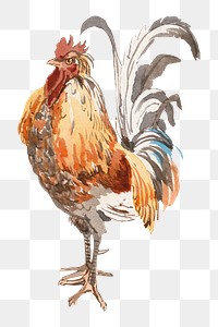 Vintage cock png illustration, transparent background. Remixed by rawpixel.