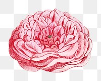 PNG Pink rose, French flower vintage illustration on transparent background  by François-Frédéric Grobon. Remixed by rawpixel.