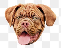 Png brown wrinkly Bulldog head, transparent background