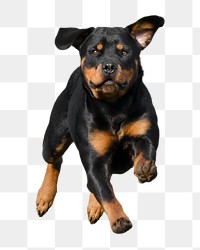 Png running black Rottweiler, transparent background