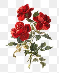 PNG Red Roses, vntage flower illustration by Grace Barton Allen, transparent background. Remixed by rawpixel.