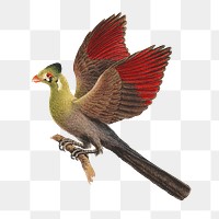 PNG White-cheeked Turaco, vintage animal illustration by Luigi Balugani, transparent background. Remixed by rawpixel.