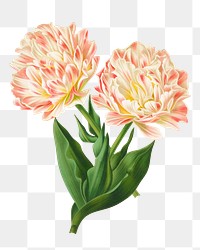 PNG Double tulips, vintage flower illustration by Arentine H. Arendsen, transparent background. Remixed by rawpixel.