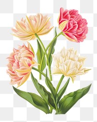 PNG Double tulips, vintage flower illustration by Arentine H. Arendsen, transparent background. Remixed by rawpixel.