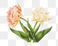 PNG Double tulips, vintage flower illustration by Arentine H. Arendsen, transparent background. Remixed by rawpixel.