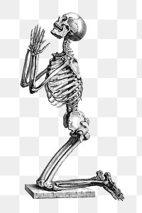 PNG Skeleton kneeling in prayer, vintage illustration by William Cheselden, transparent background. Remixed by rawpixel.