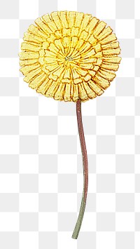 Yellow flower png vintage illustration, transparent background