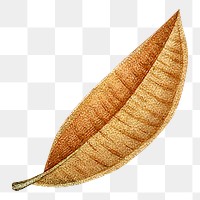 Brown leaf png vintage illustration, transparent background