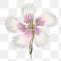 White flower png vintage illustration, transparent background