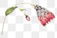 Pink flower png vintage illustration, transparent background