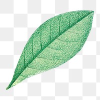 Green leaf png vintage illustration, transparent background