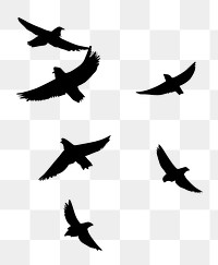 PNG Bird shadow effect, transparent background