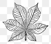 PNG vintage maple leaf ornament element, transparent background
