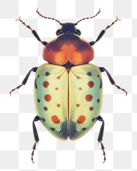 PNG Insect animal invertebrate wildlife. AI generated Image by rawpixel.