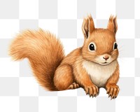 PNG Squirrel animal rodent mammal. AI generated Image by rawpixel.