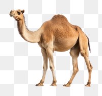 PNG Camel landscape outdoors desert. AI generated Image by rawpixel.