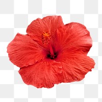 PNG red hibiscus, flower sticker, transparent background