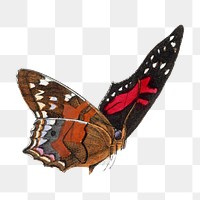 Butterfly png sticker, vintage painting on transparent background