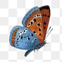 Butterfly png sticker, vintage painting on transparent background