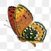 Butterfly png sticker, vintage painting on transparent background