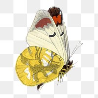 Butterfly png sticker, vintage painting on transparent background