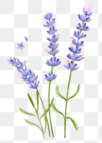 Lavender flower sticker png on transparent background