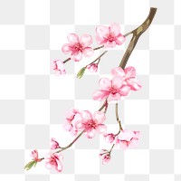 Cherry blossom flower png sticker, watercolor & botanical illustration, transparent background