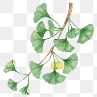 Ginkgo leaf sticker png, watercolor green graphic on transparent background