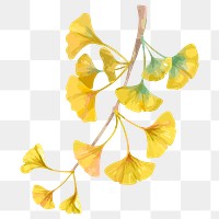 Ginkgo leaf sticker png, watercolor yellow graphic on transparent background