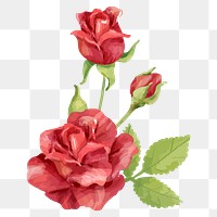 Rose sticker png on transparent background