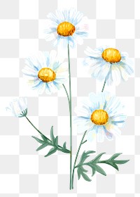 Daisy flower sticker png, on transparent background