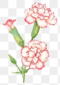 Pink flower sticker png on transparent background